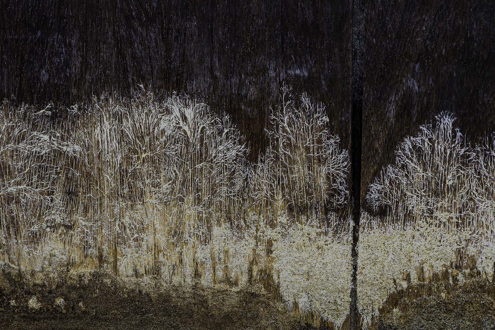 20240508-IMGP8852-DNG-bewerkt kopiëren 3 bij 2 kopie