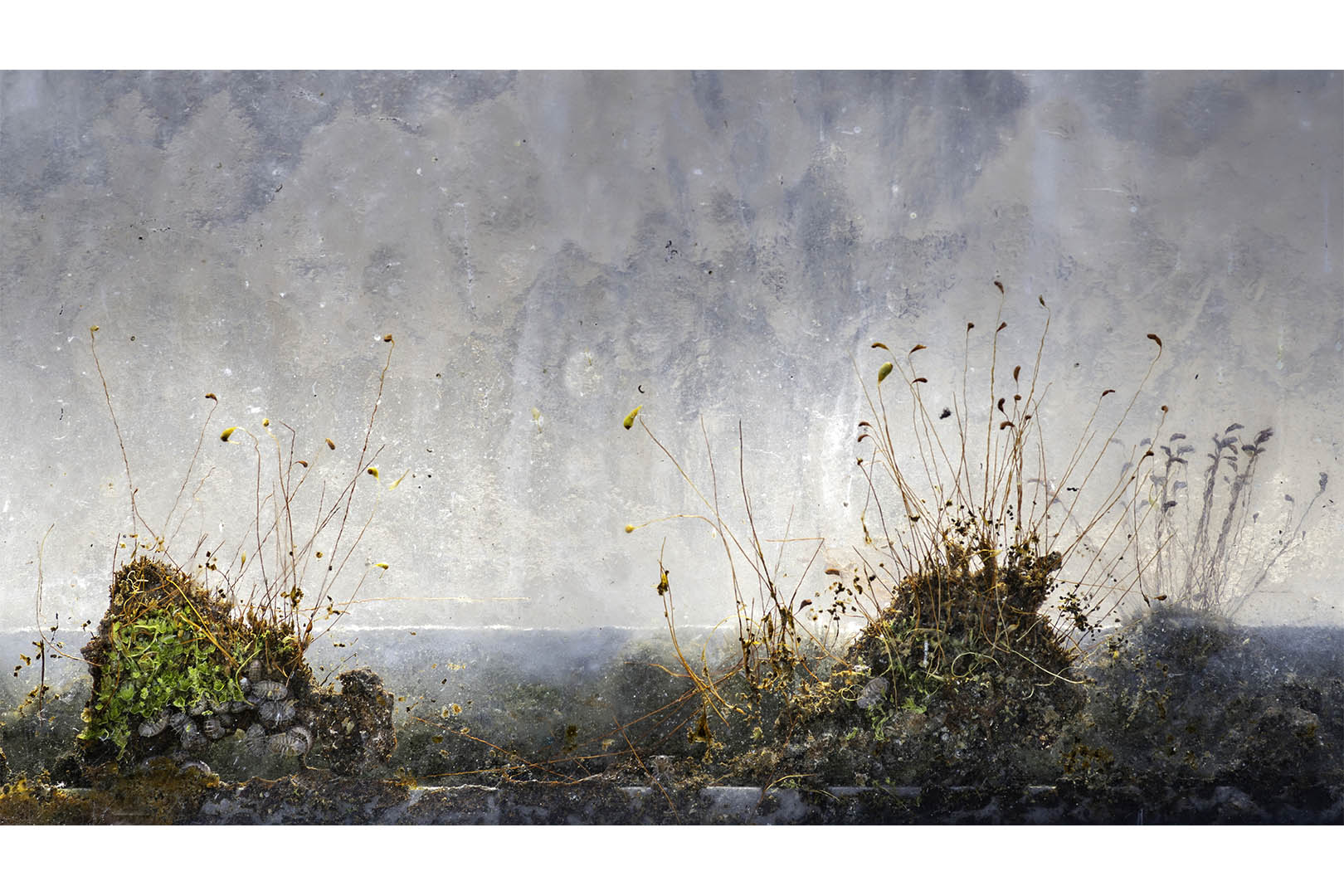 IMGP2370-Verbeterd-NR-bewerkt kopiëren 2 kopie